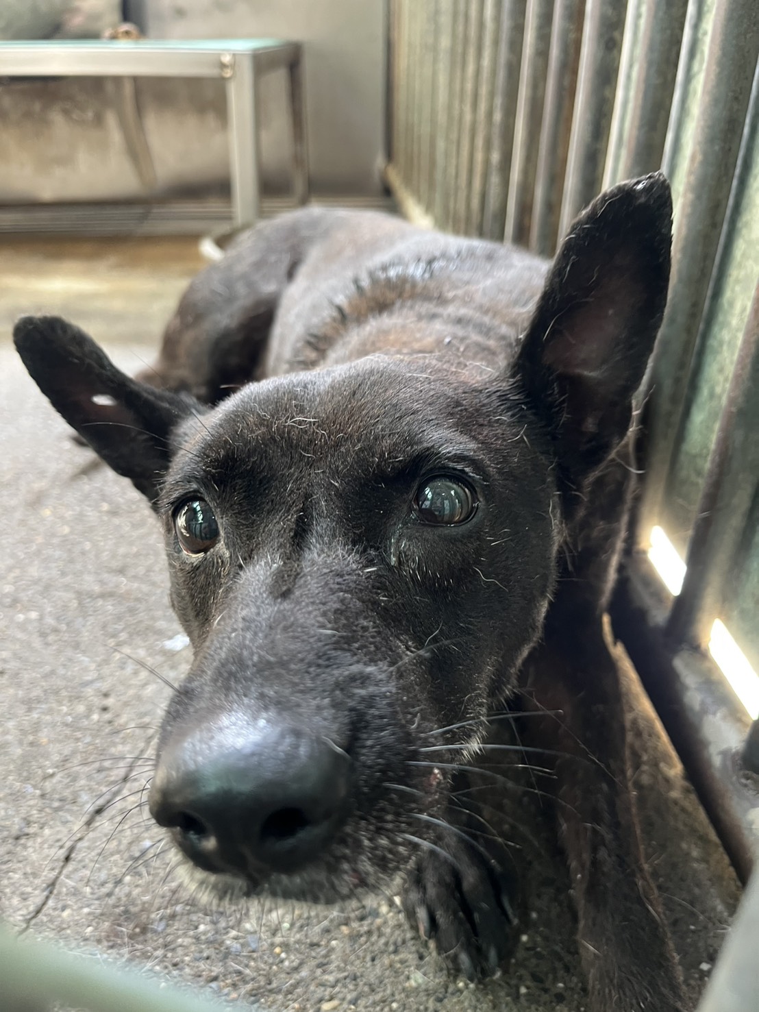 彰化縣已領養狗 混種犬
