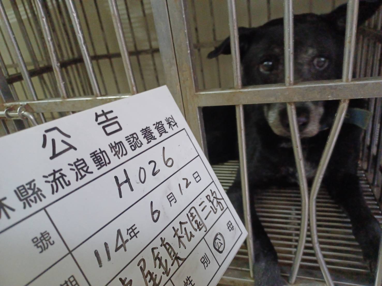 雲林縣已領養狗 混種犬