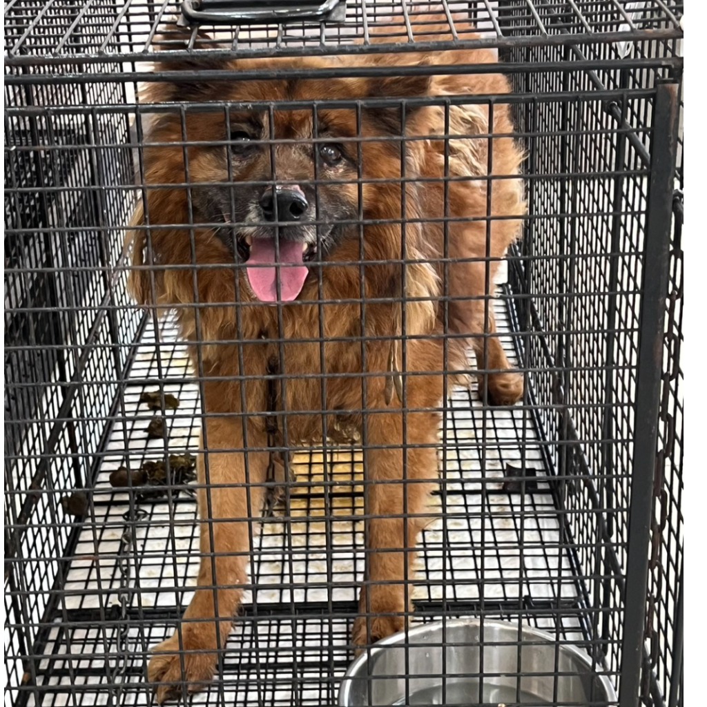 金門縣已領養狗 混種犬
