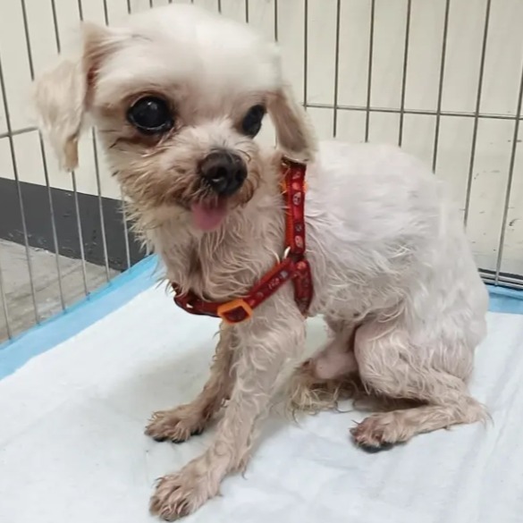 新北市待認養狗 瑪爾濟斯犬