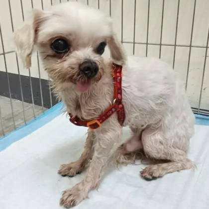 新北市待認養狗｜瑪爾濟斯犬｜白色｜公