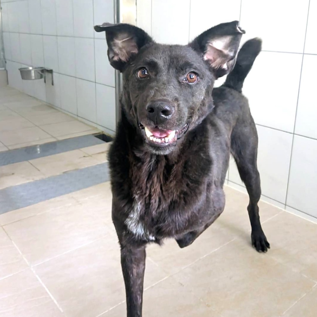 新竹縣已領養狗 混種犬