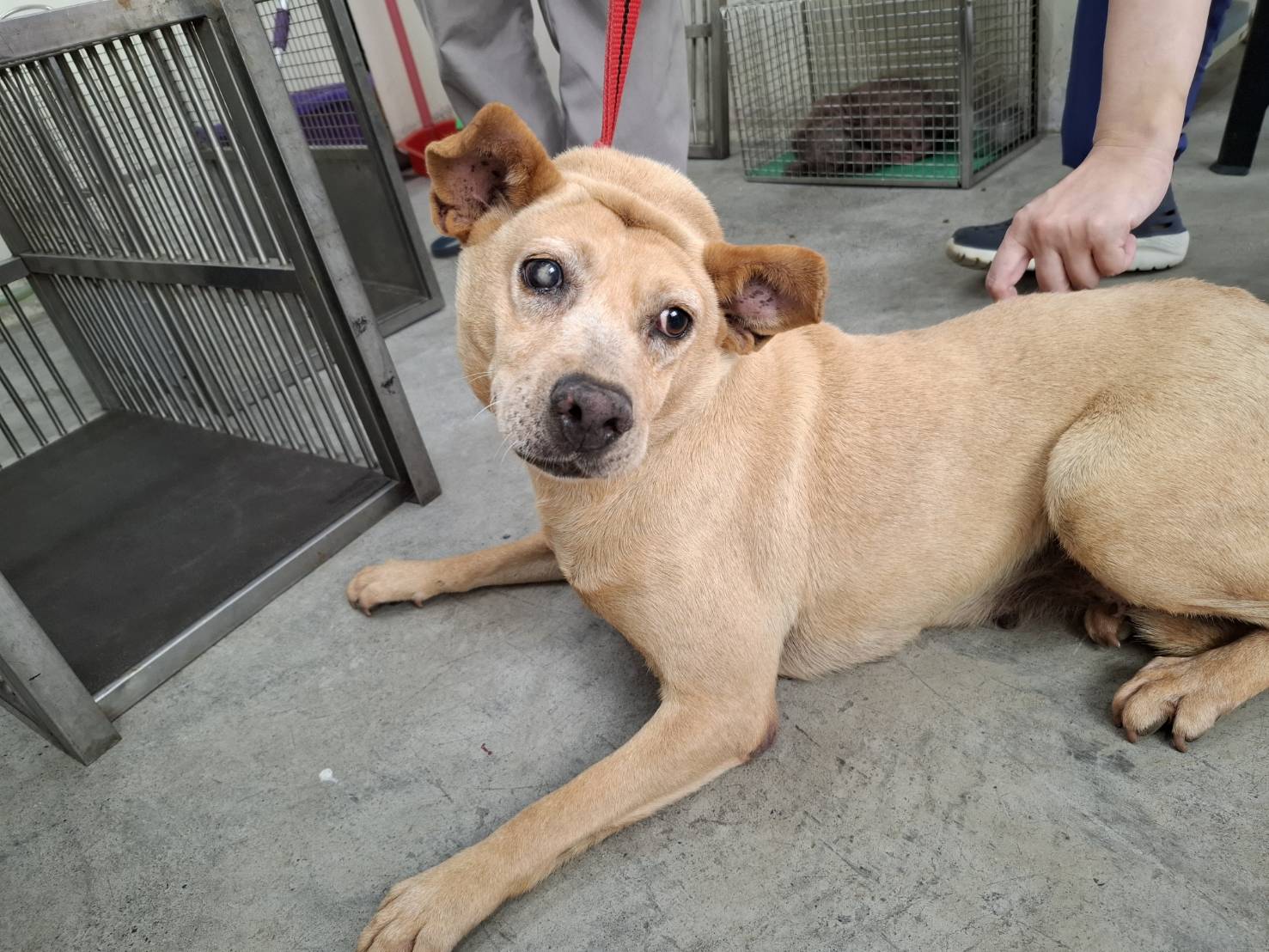 台北市已領養狗 混種犬