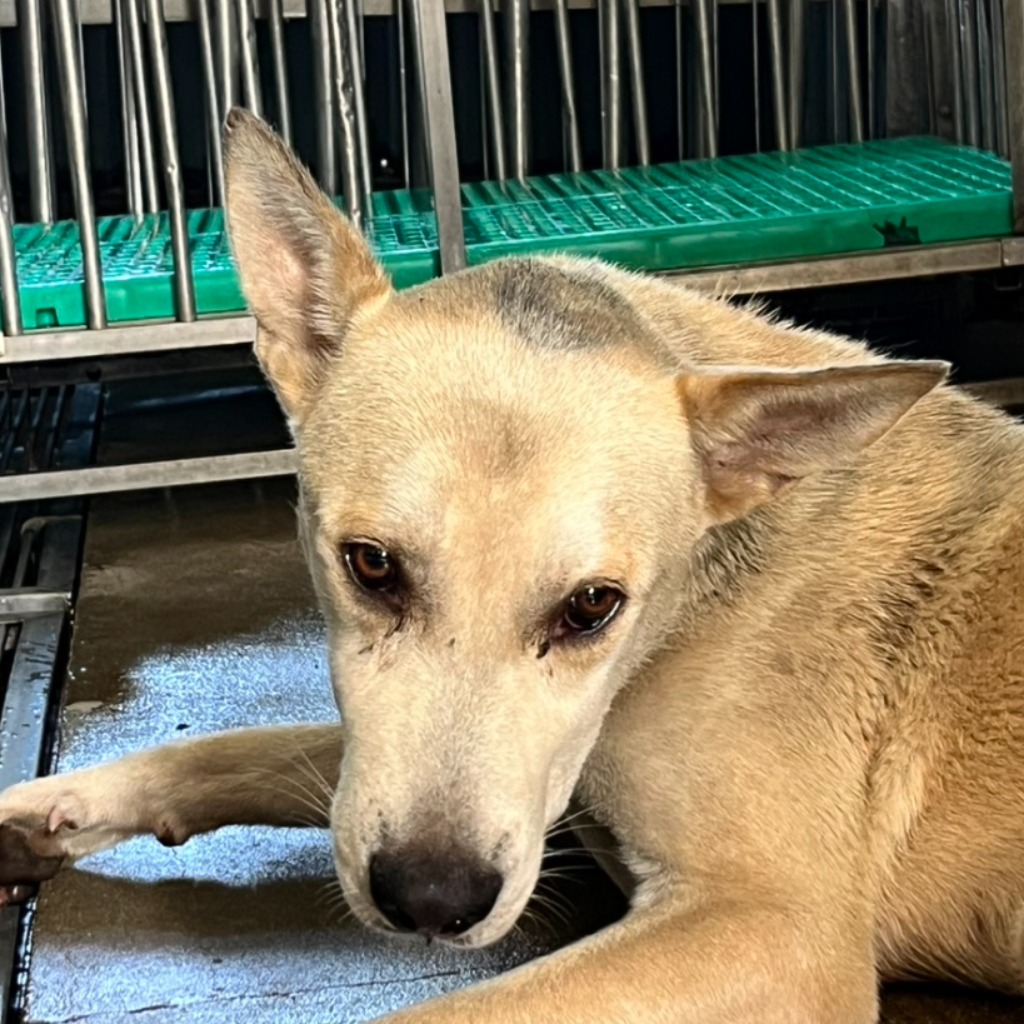 澎湖縣已領養狗 混種犬