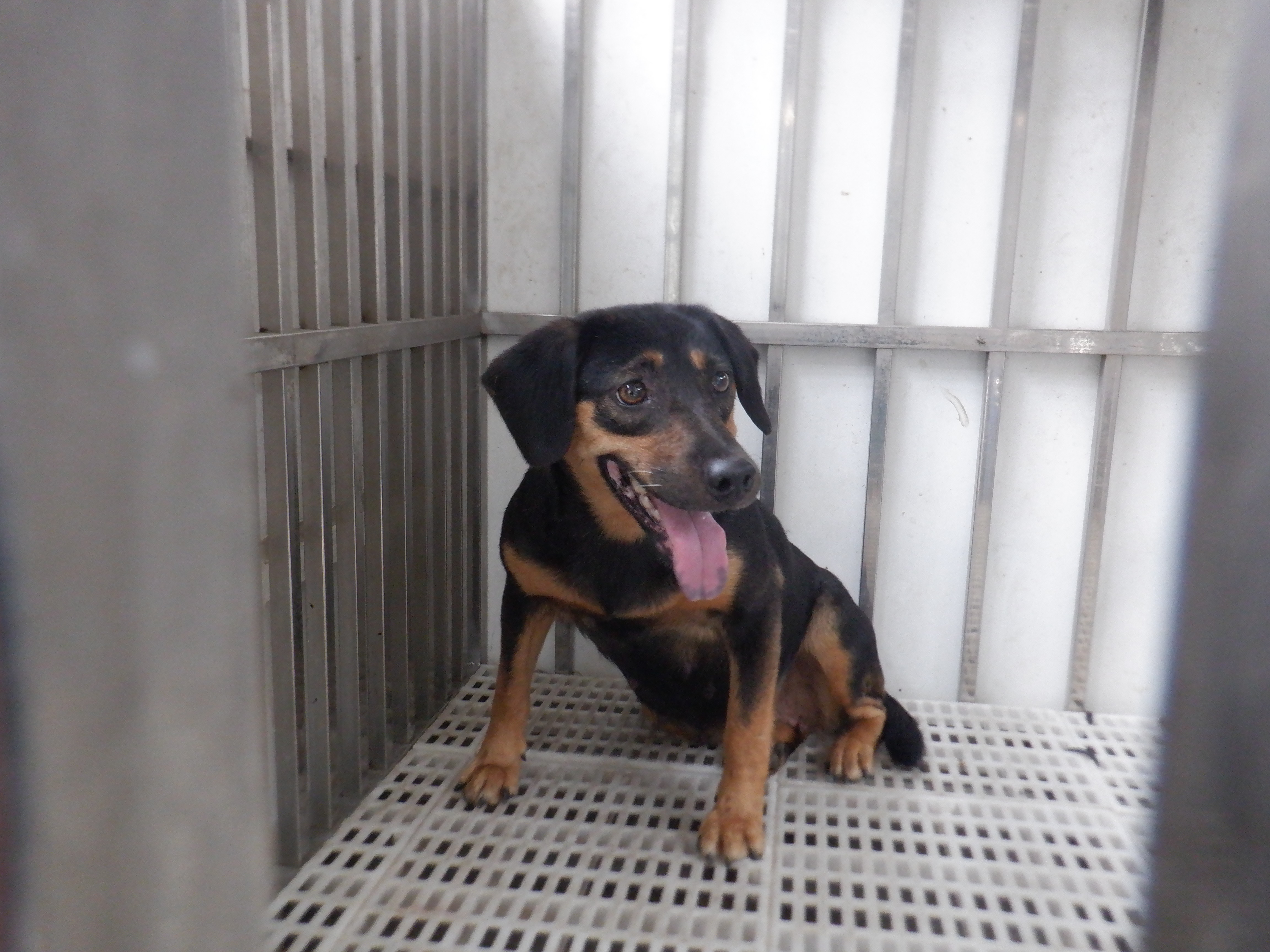 南投縣已領養狗 混種犬