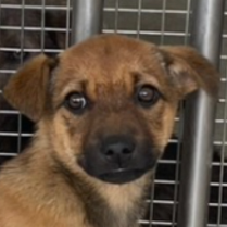 澎湖縣已領養狗 混種犬