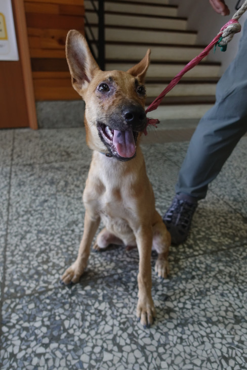 宜蘭縣已領養狗 混種犬