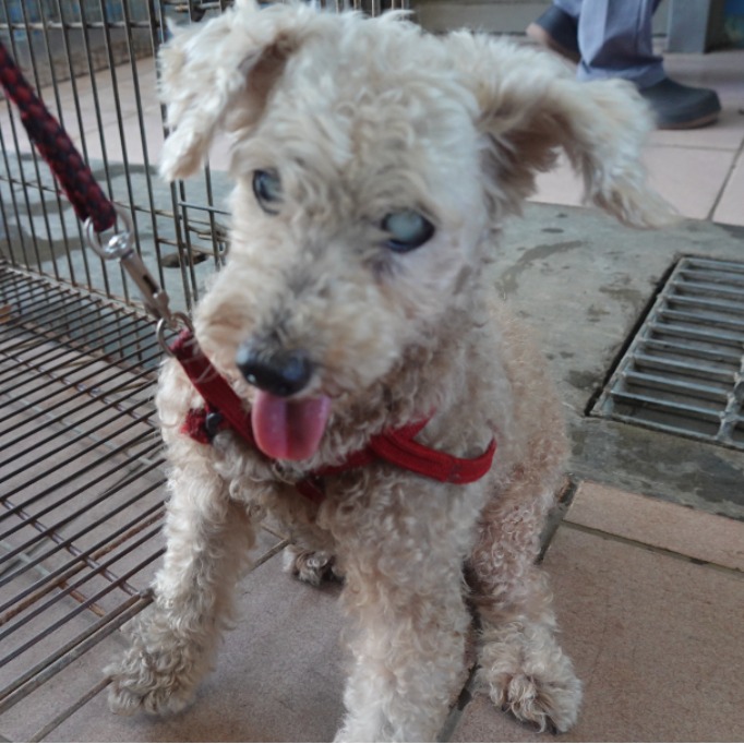 台南市已領養狗 貴賓犬