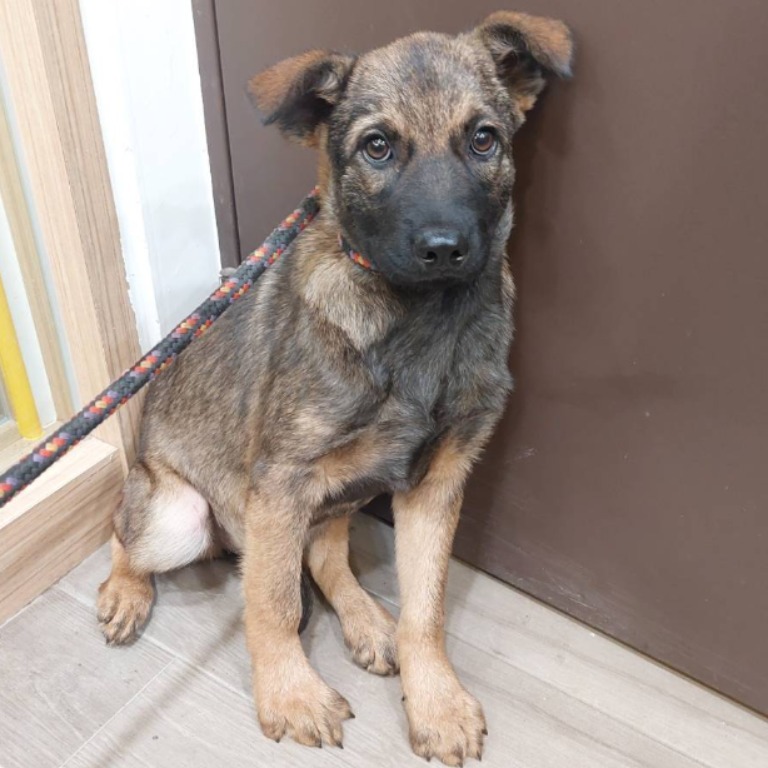 新北市已領養狗 混種犬