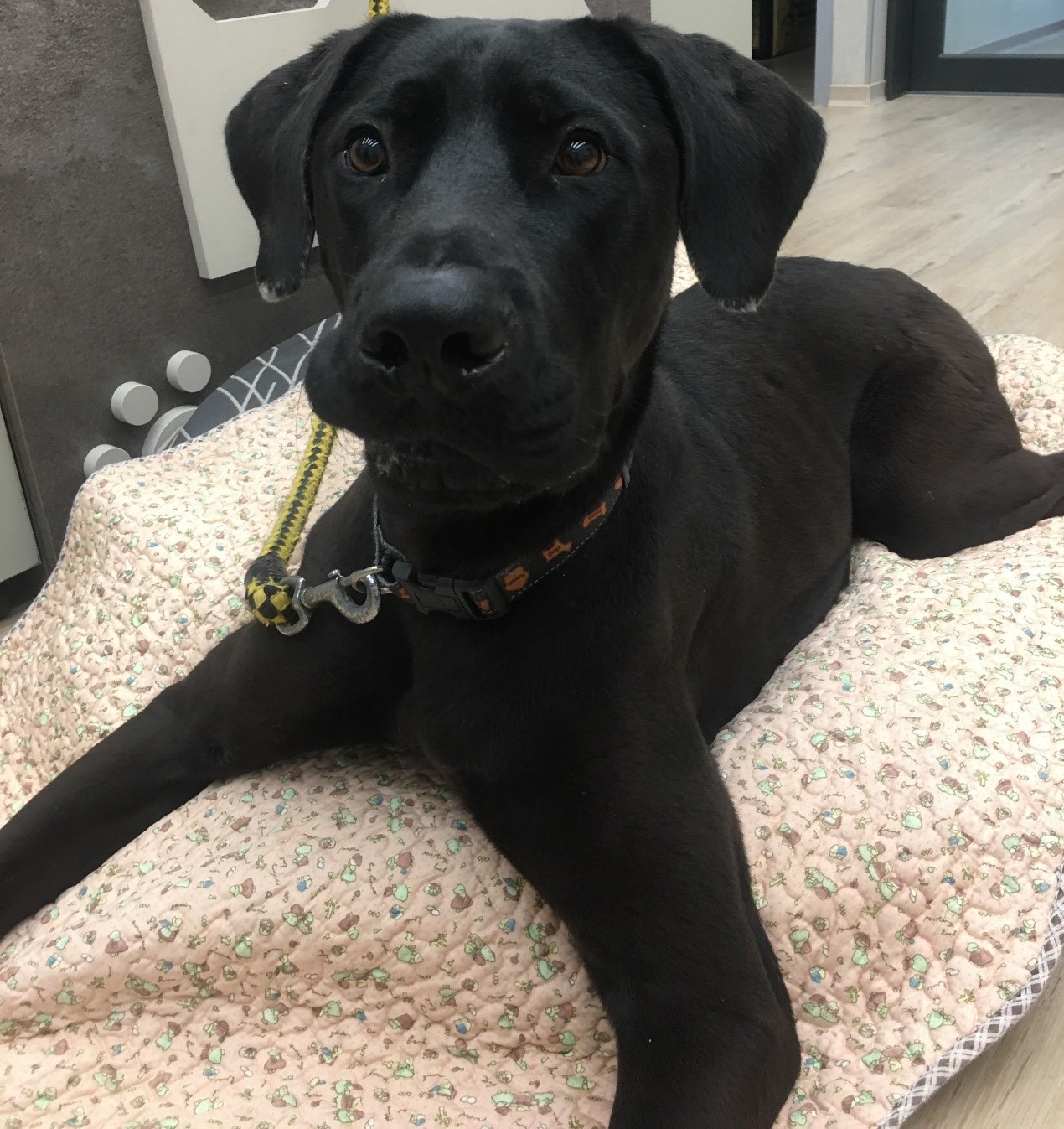 桃園市已領養狗 混種犬