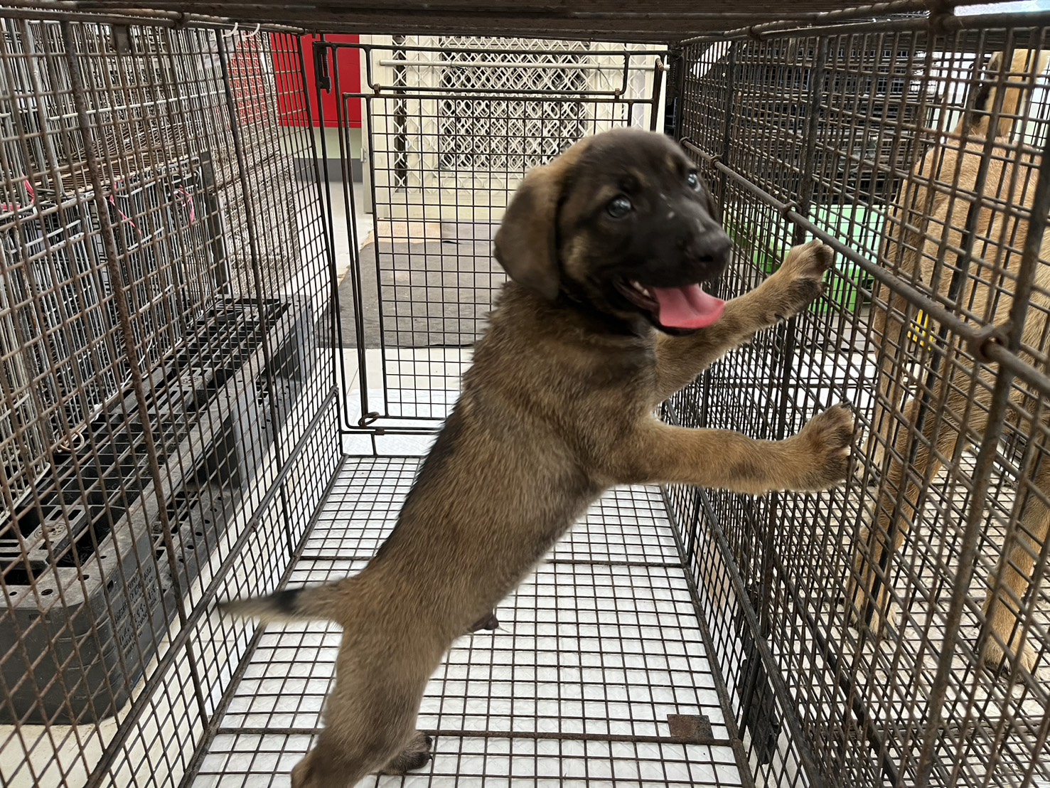 金門縣已領養狗 混種犬