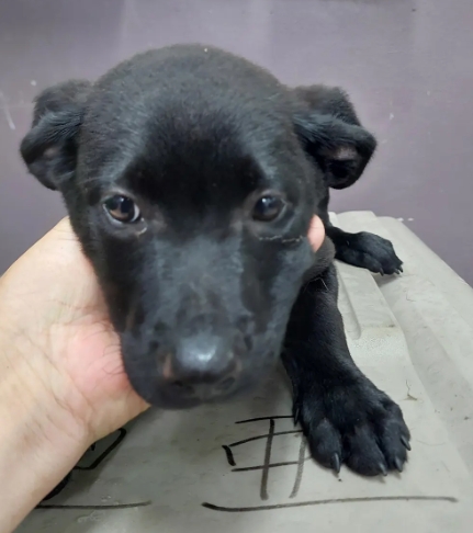 新北市已領養狗 混種犬
