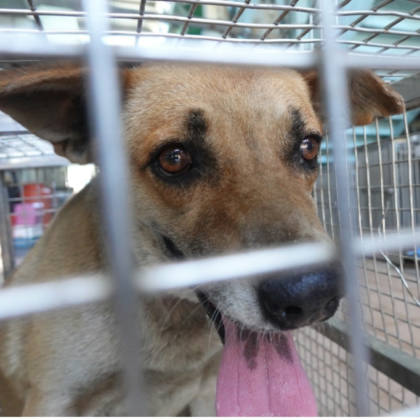 台南市待認養狗｜混種犬｜黑色｜公