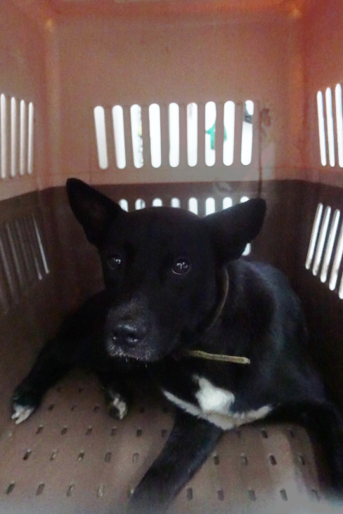 宜蘭縣已領養狗 混種犬