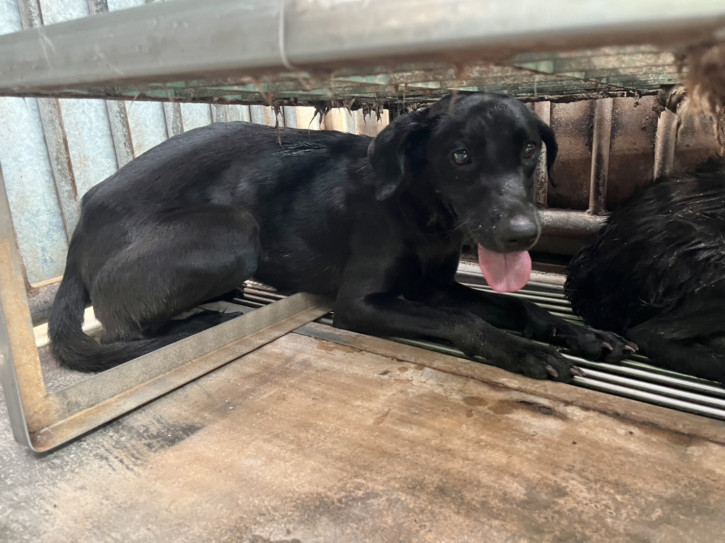 彰化縣已領養狗 混種犬