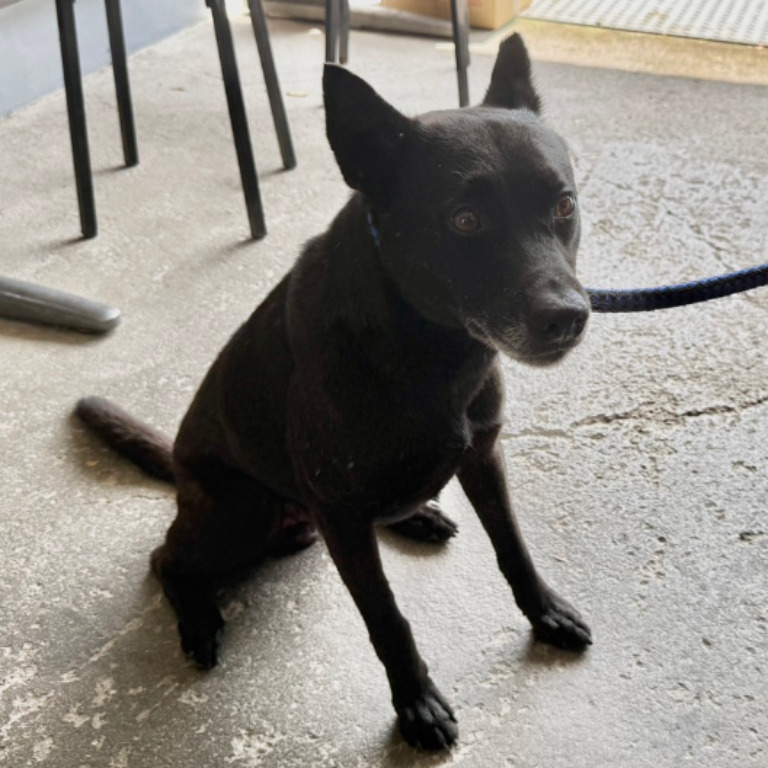 新北市已領養狗 混種犬