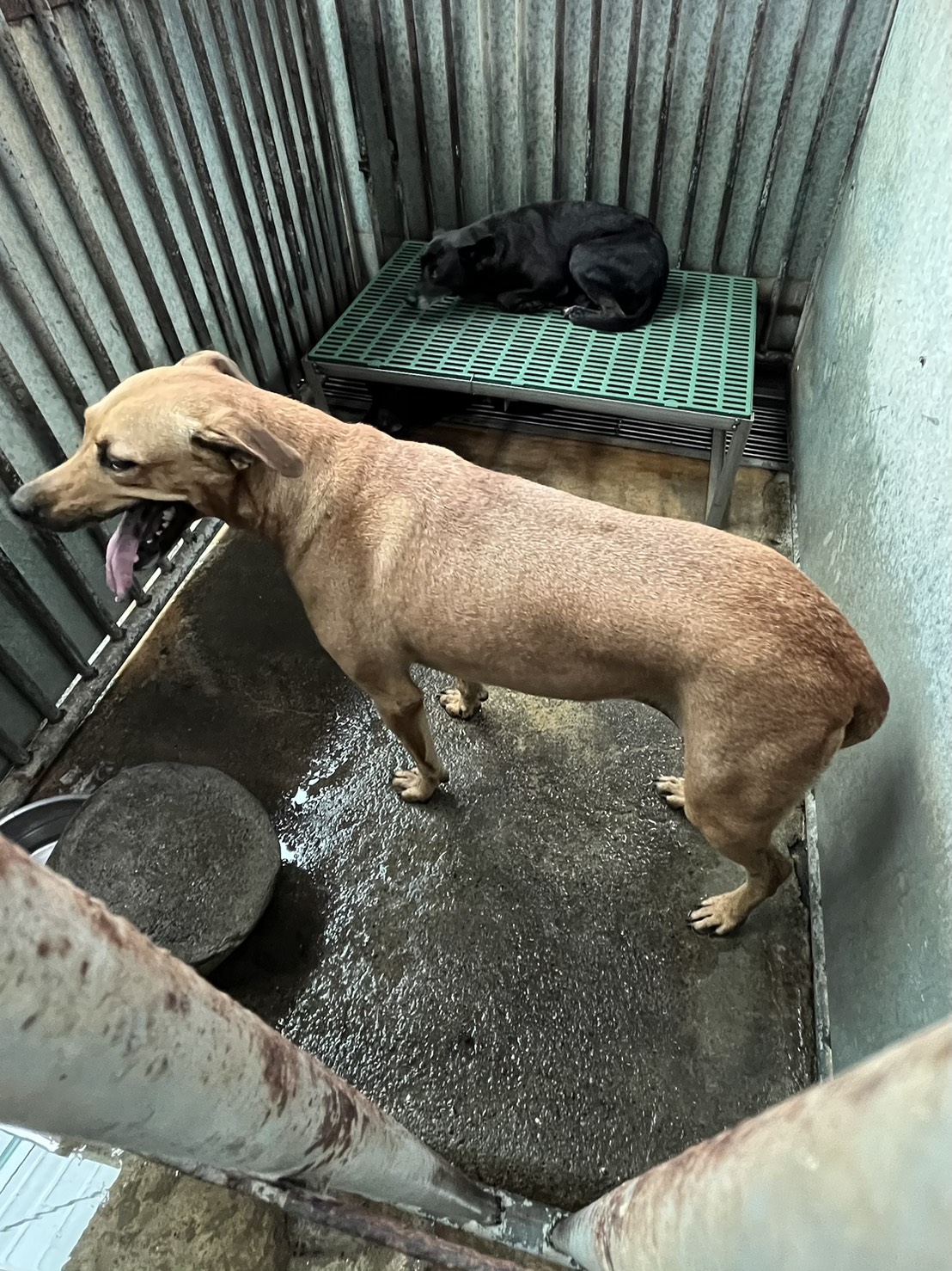 彰化縣已領養狗 混種犬