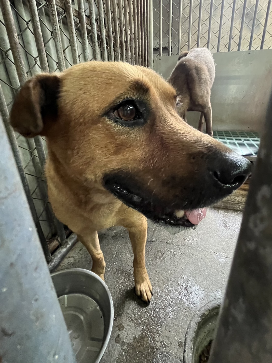 彰化縣已領養狗 混種犬