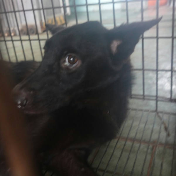 台南市待認養狗 混種犬