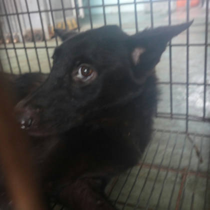 台南市待認養狗｜混種犬