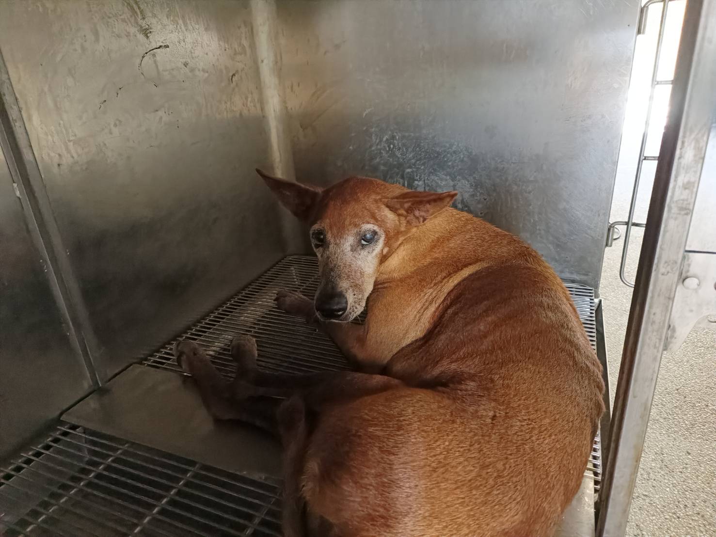 新竹市待認養狗 混種犬