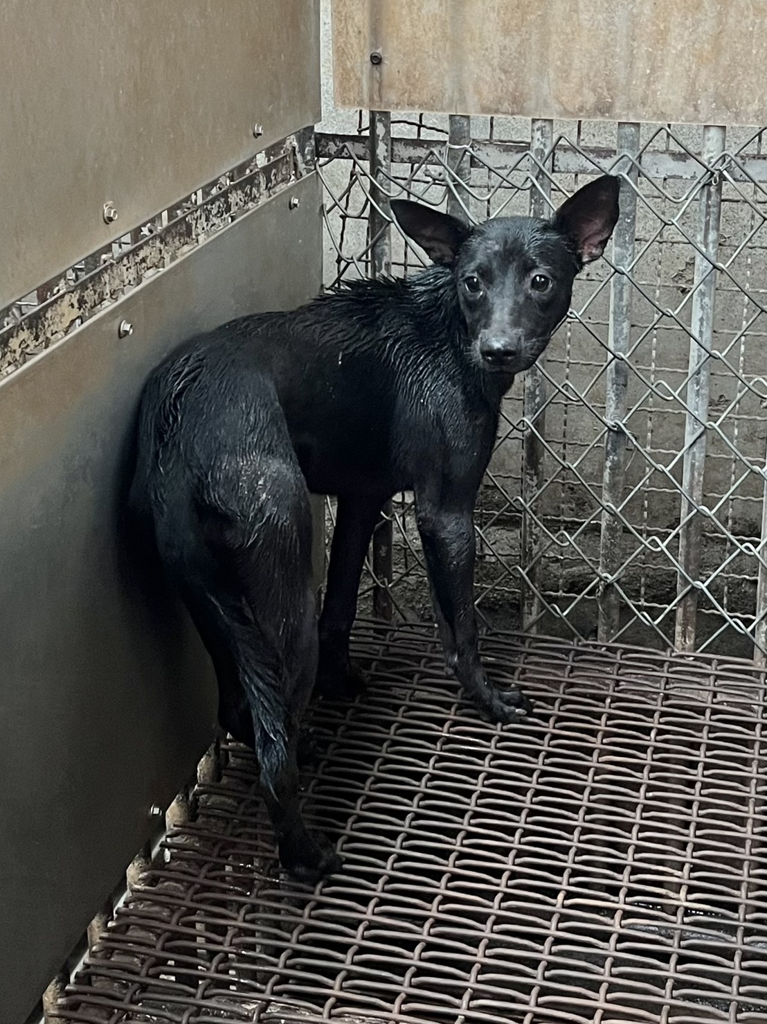 彰化縣已領養狗 混種犬