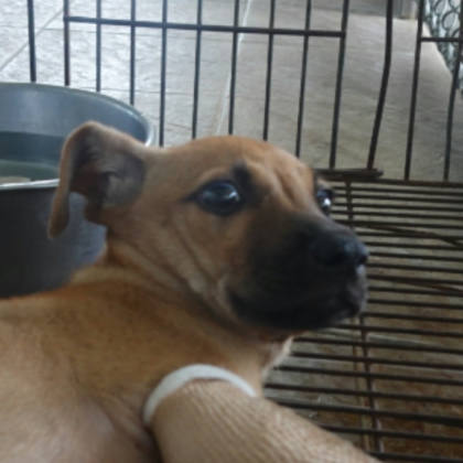 台南市待認養狗｜混種犬｜黃色｜母