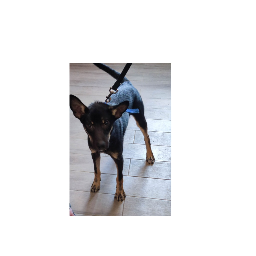 新北市已領養狗 混種犬