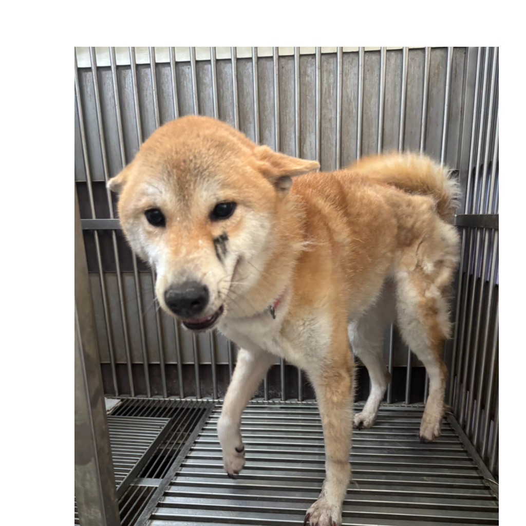 新北市已領養狗 柴犬