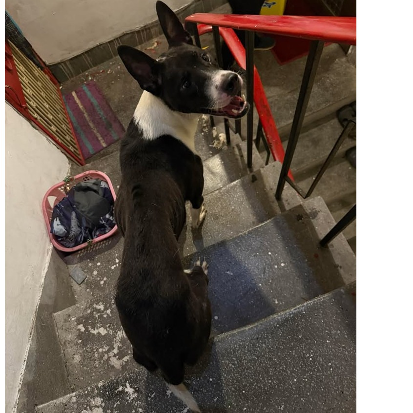 新北市待認養狗 混種犬