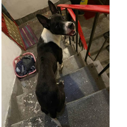 新北市待認養狗｜混種犬｜黑白色｜公