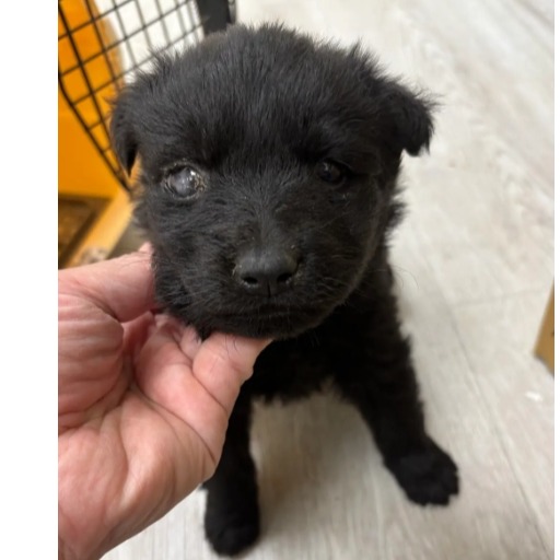新北市已領養狗 混種犬
