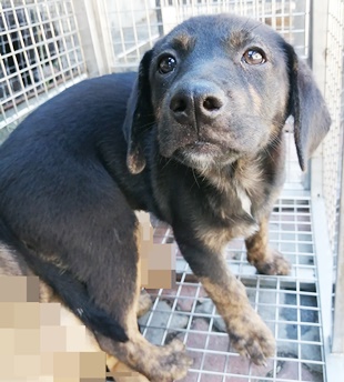 台中市已領養狗 混種犬