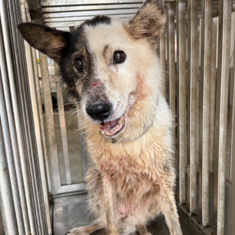 台南市已領養狗 混種犬