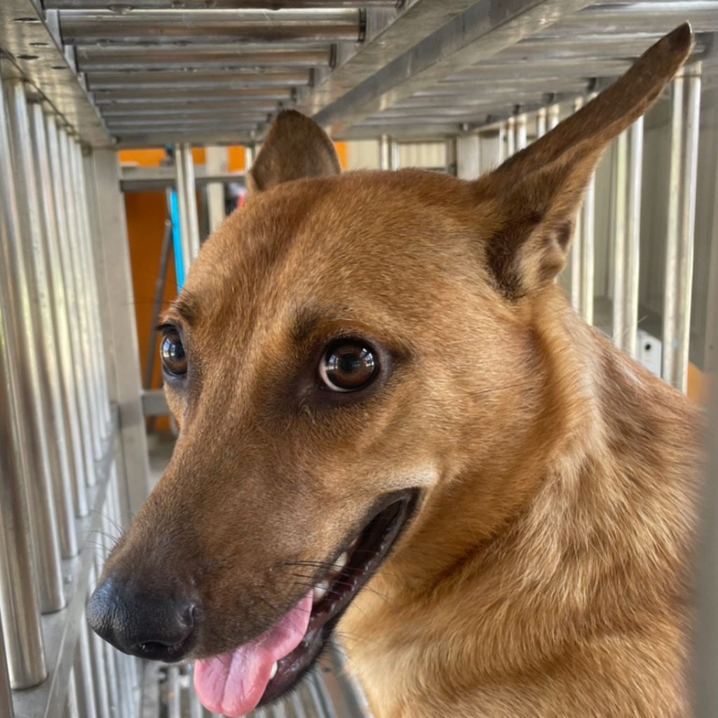 澎湖縣已領養狗 混種犬