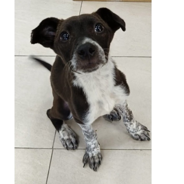 南投縣已領養狗 混種犬