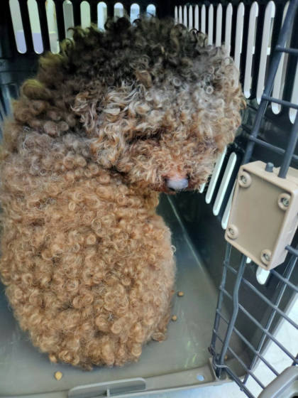 新北市待認養狗｜貴賓犬｜棕色｜公