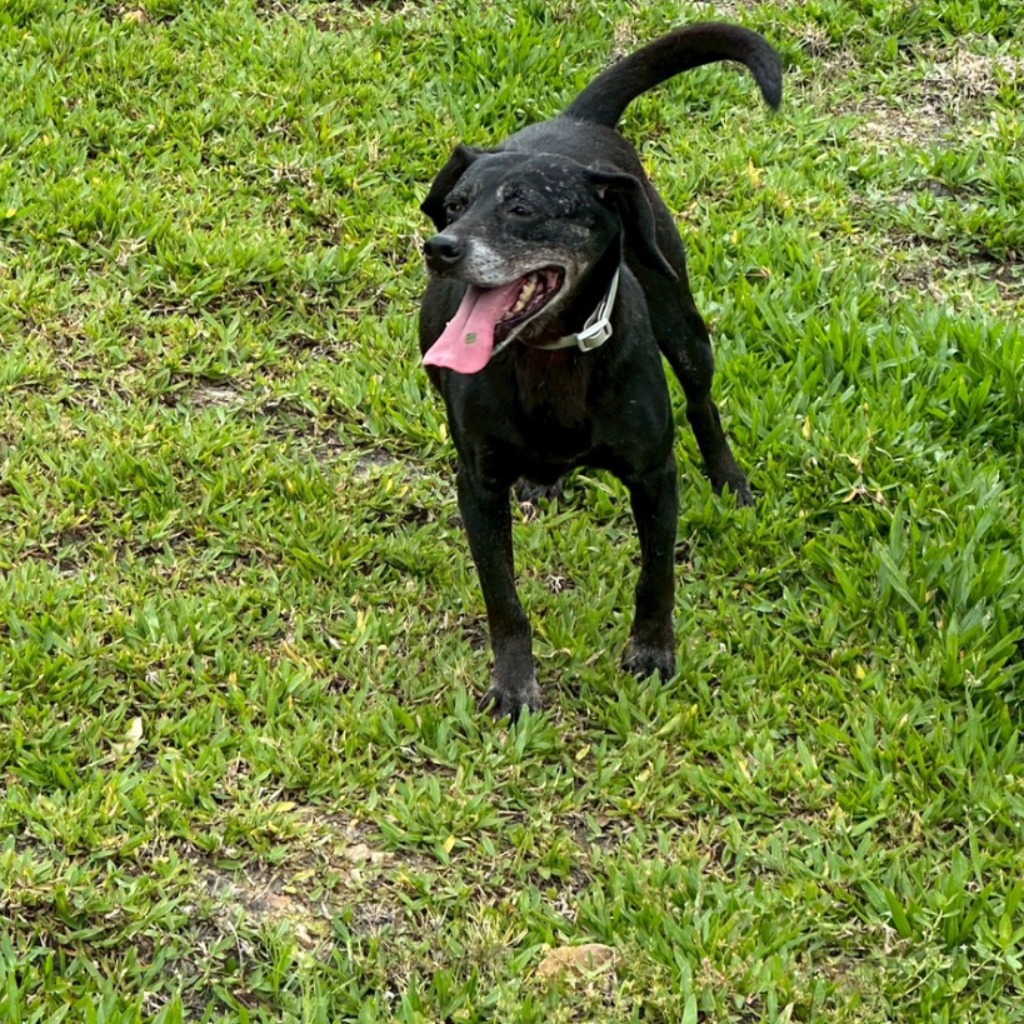 新北市已領養狗 混種犬