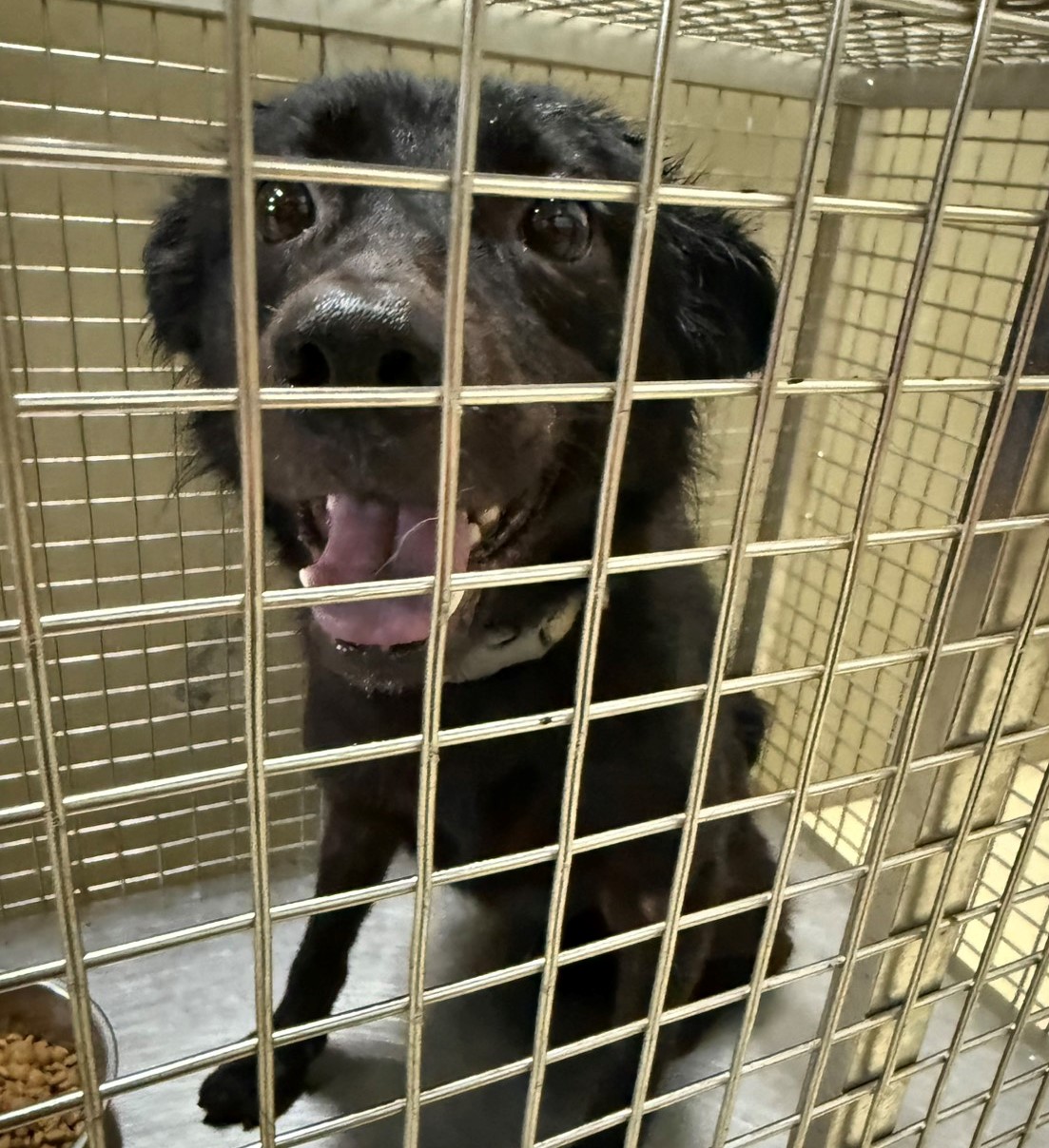 嘉義市已領養狗 混種犬