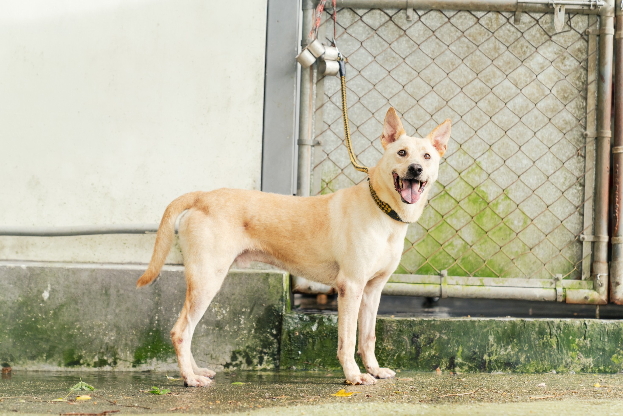 新北市已領養狗 混種犬