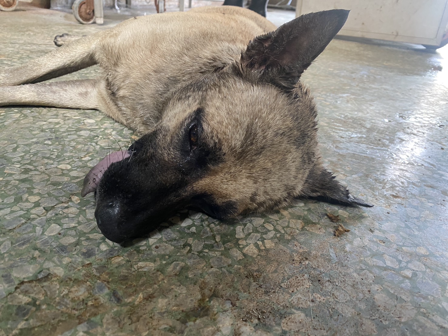 台南市已領養狗 混種犬