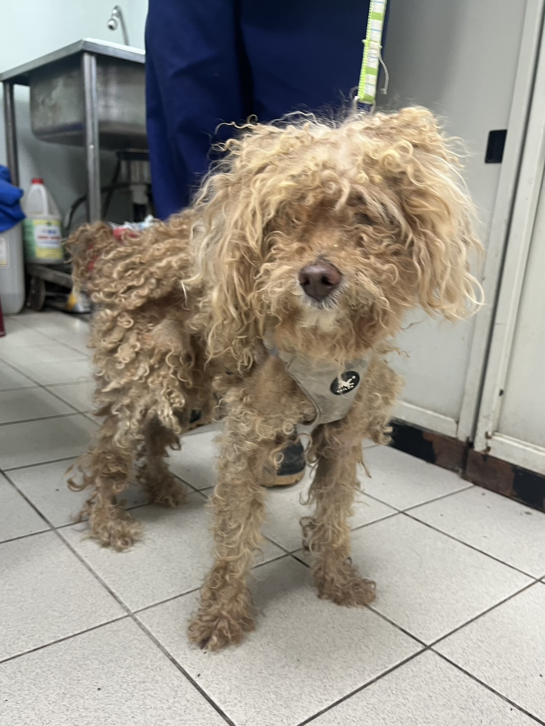 彰化縣已領養狗 混種犬