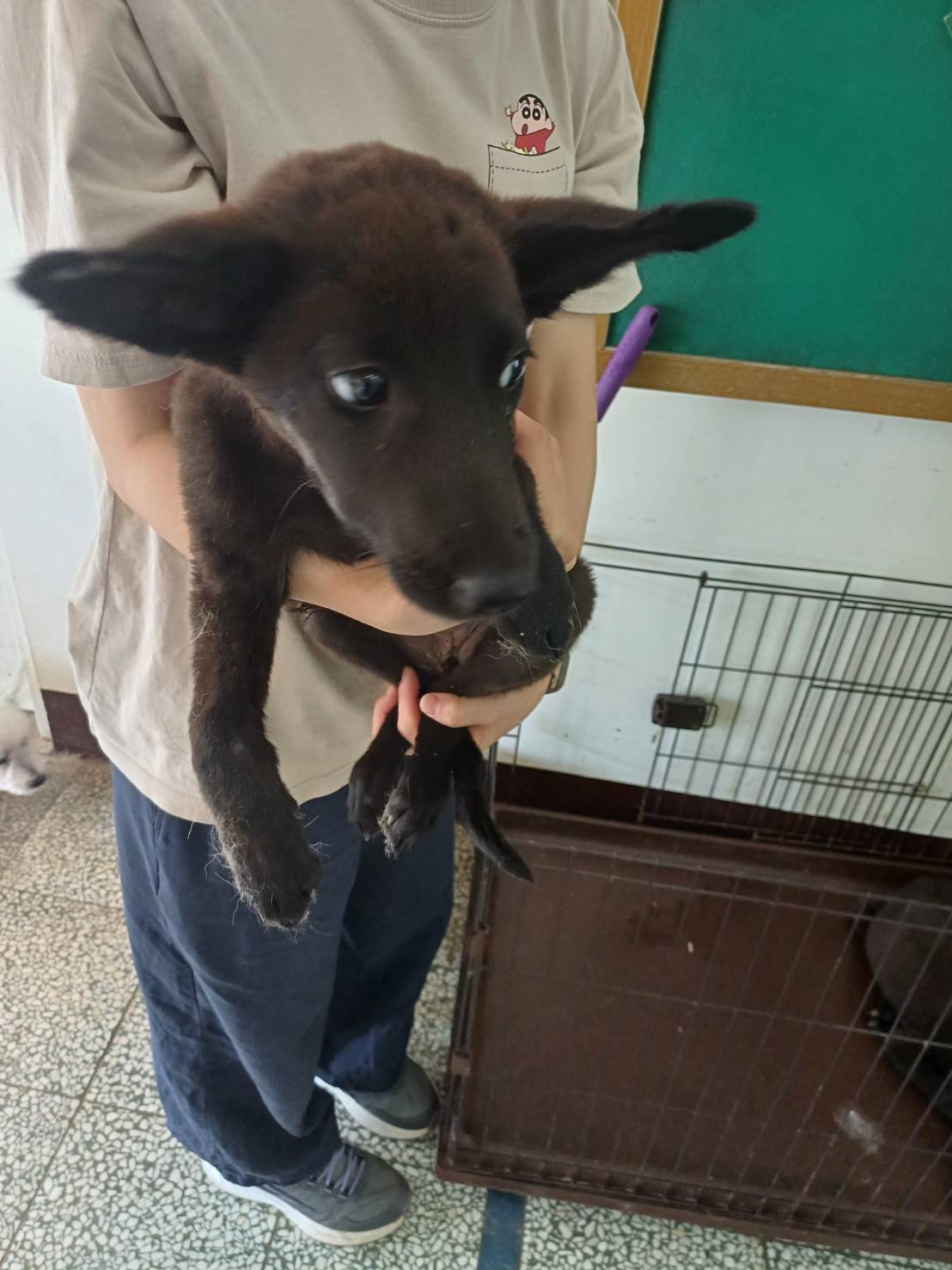 桃園市已領養狗 混種犬