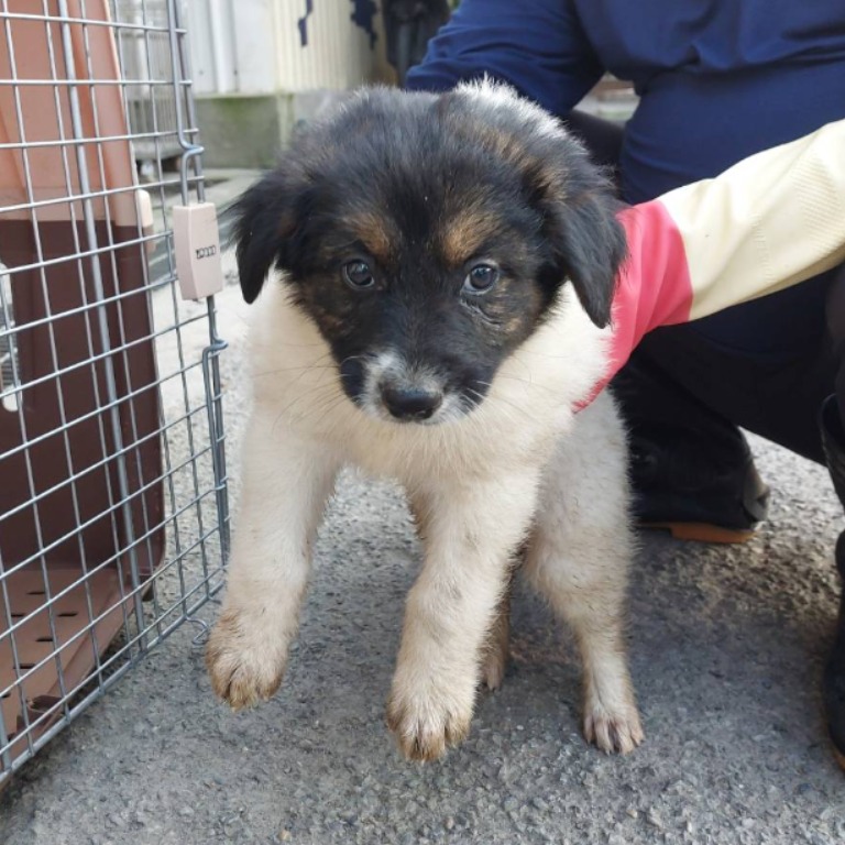 新北市已領養狗 混種犬