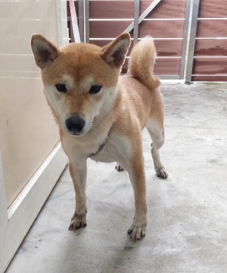 新北市已領養狗 柴犬