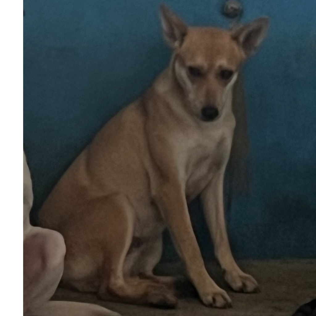 苗栗縣已領養狗 混種犬