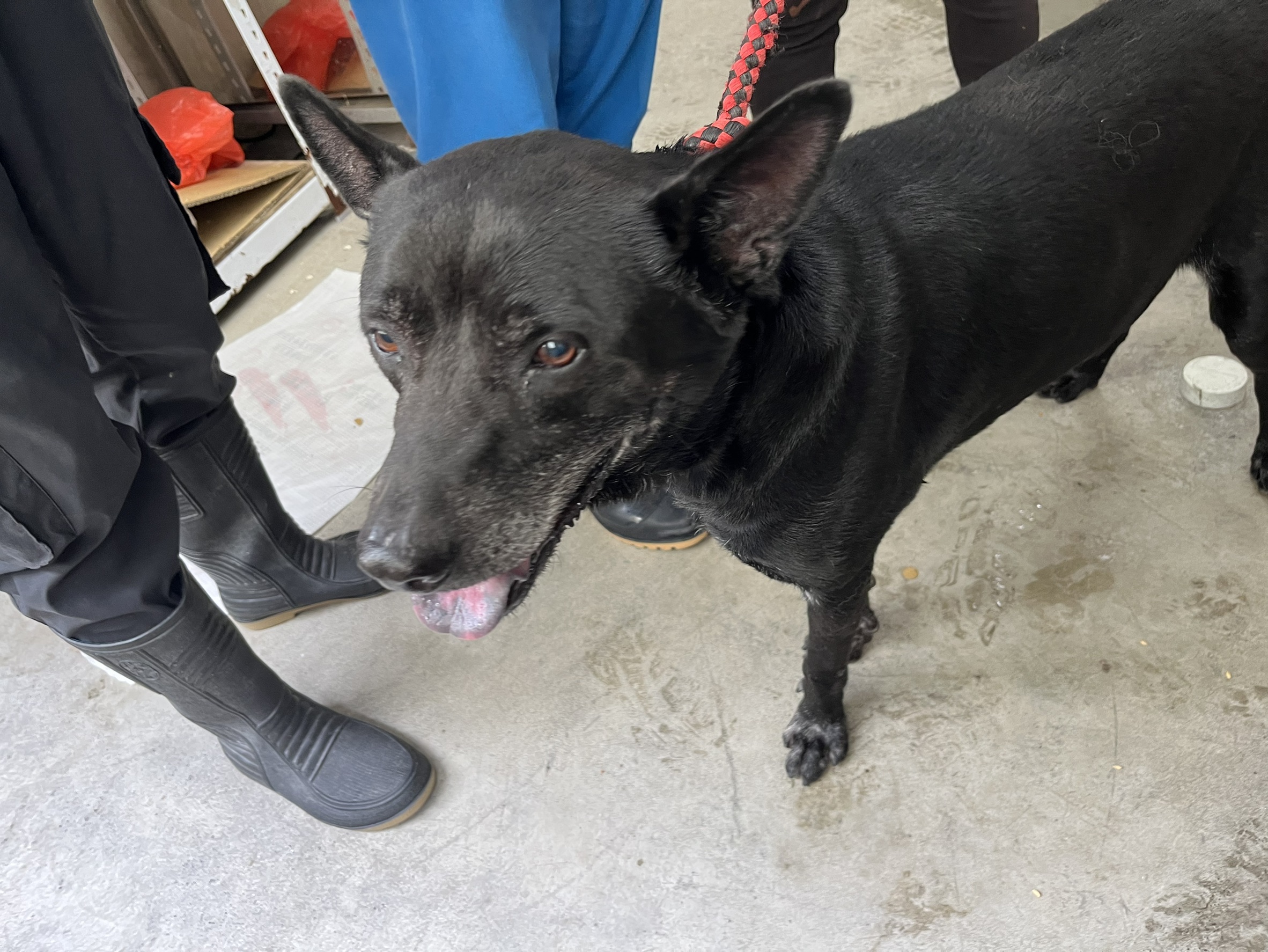 台北市已領養狗 混種犬