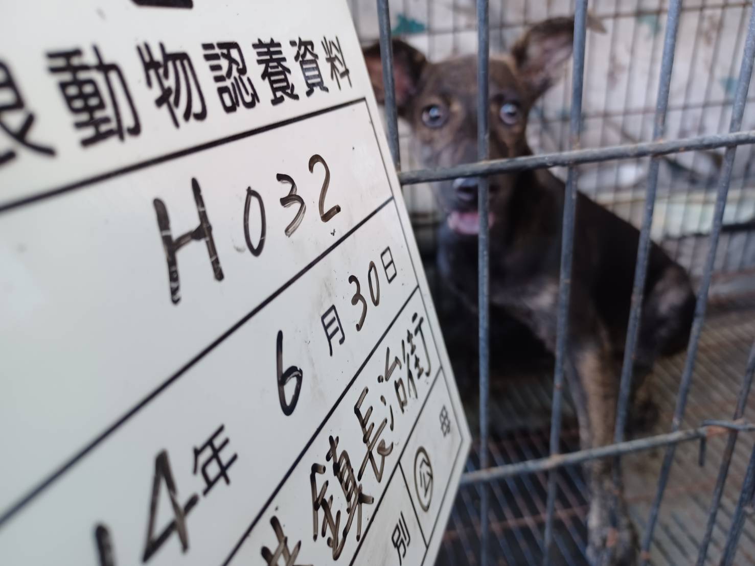 雲林縣已領養狗 混種犬