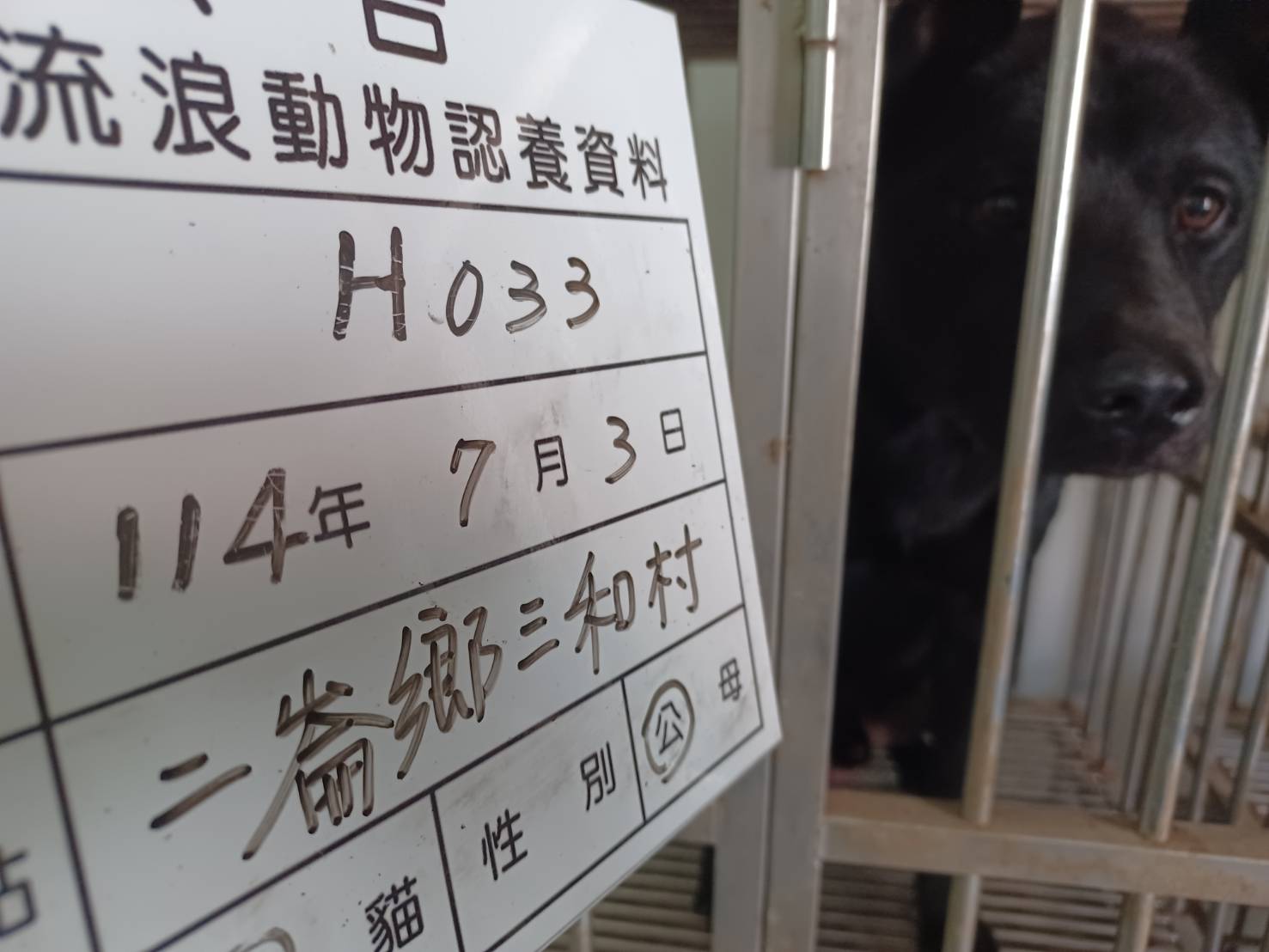 雲林縣已領養狗 混種犬