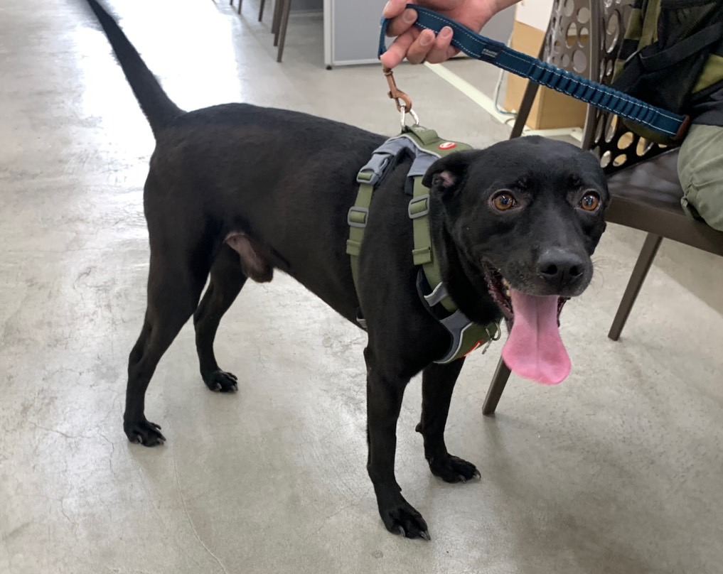 台北市已領養狗 混種犬